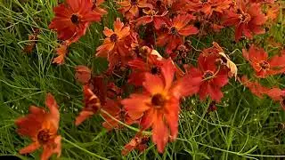 Coreopsis verticillata 'Limerock Dream'