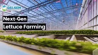 How High-Tech Farming Transforms Lettuce Cultivation
