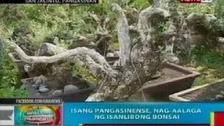 BP: Pangasinense, may mahigit 1,000 bonsai collection