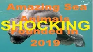 DEADLIEST Sea Species Found in 2019 