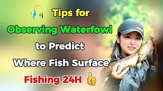 🎣 Tips for Observing Waterfowl to Predict Where Fish Surface | Fishing 24H