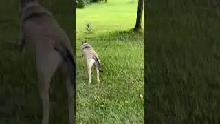 post leash freedom