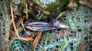 Beautiful catch fishing and observe aquatic insect in rural frog, shrimp, crab, small fish #survival