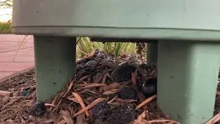 Bose Outdoor Speaker