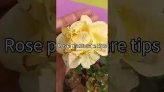 Rose Plant Care Tips 🌹#plantcare #shortvideo #youtubeshorts
