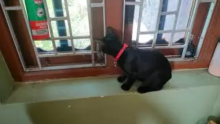 Hilarious Pet Chase: Himalayan Love Language!