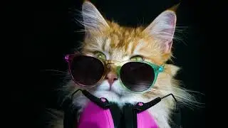 Neonkatze Tanz mit mir!