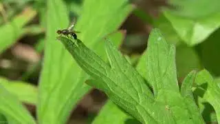 Ensign Fly (Nemopoda nitidula) - Brighton, October 2021