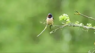 Rauchschwalben (Hirundo rustica) im Wallerstädter Vogelschutzgehölz Bibelslache