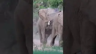 Power Struggle: Elephant Display of Dominance #krugernationalpark  #wildlife #shorts