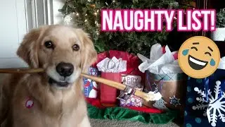 Service Dog STEALS Her Christmas Gift! 🎄🙈