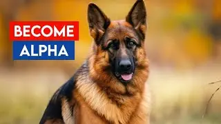 German Shepherd Behavior: Is Your Dog Challenging Your Leadership?