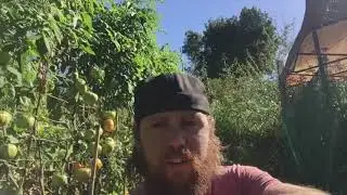 SHEDWARS21: tomato update bad news for the team sorry!!!,
