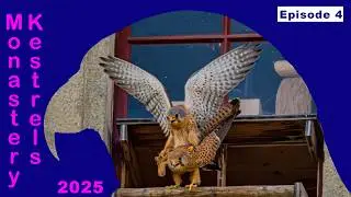 Monastery Falcons 2025🏰🦅 : Love Above the Rooftops &ndash; Preparing for the Next Generation