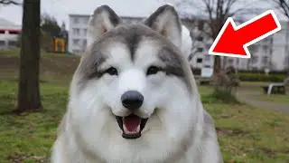 I put on a realistic dog costume and became a dog!