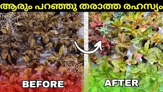 ഈ ഒരു Trick മതി Aglaonema തഴച്ച് വളരാൻ 💥 Aglaonema care! Yeryusu jennath 