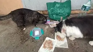 Толстолапик Белка Против Гололеда / Chubby Paws vs Ice 🔥