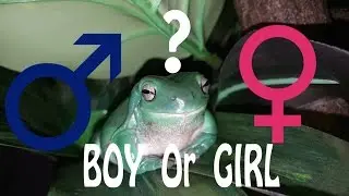 How To Determine the Gender of a White's Tree Frog