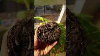 Reporting my Boston Fern