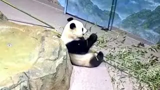 Panda Girl Qing Bao Munching On Bamboo 大熊猫青宝吃竹子 260131