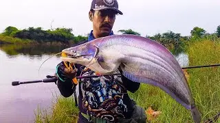 Wallago Attu Catfish Fishing on baitcasting and Superb Wallago Attu Fishing 2022. Walla fishing