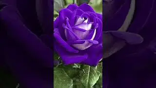 #multi colour 🌹🌹 🌹🌹🌹🌹