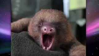 The Incredible Yawning, Talking Sloth!