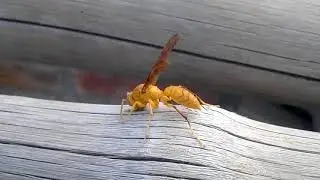 Wasp view 7/10/2017