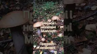 YouTube спогади про грибочки2025(1ч.)#fyp#shorts#reels#viral#nature#new#грибочки#youtube#foryou#like