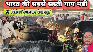 भारत की सबसे सस्ती गाय मंडी 30 दिसंबर मंगलवार देपालपुर पशु मंडी mp #cowmandi #hfcow #viralvideo 