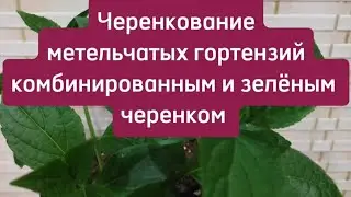 Черенкование метельчатых гортензий комбинированным и зелёным черенком