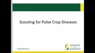 Pulse Agronomy Webinar: Scouting for Disease in Pulses
