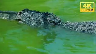 RELAXING NATURE 4K VIDEO-new 2026 AMAZON RAINFOREST 