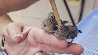 Feeding Baby Birds 🐦 | How CROW Cares for Mouse Birds, Swifts & Mannikins