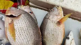 600 Rs Taam fish at Malad Macchi Market