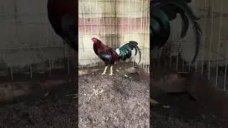 Phatz Gamefarm Brood Foul 