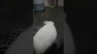 Lil patchi(3)