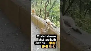 animals ki जोरदार funny video #trend #funny#comedy #monkey#animals #entertainment #viral#funy animal