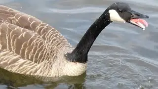 Canada Geese HONKING ANGRY Arguing