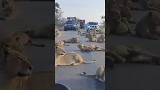 #Haha🤣🤣 #Lions alone can rest in the middle of Road #Traffic waiting Viral #Who's the King? #Shorts
