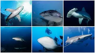 Which shark is your favorite?