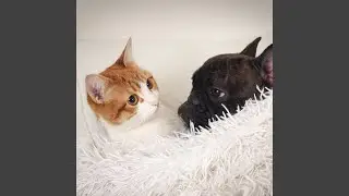 Blissful Ambient Pet Tranquility
