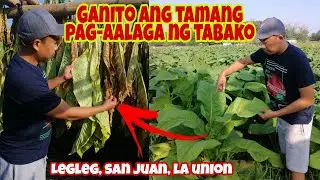 Mahalagang Kaalaman para Kumita ng MALAKI sa Tabako Farming - Panoorin