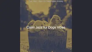 Spacious Ambiance for Calming Your Dog