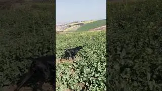 پوینت پوینتر آلمانی برای شکار قرقاول. pointing.dog pheasant..#shorts