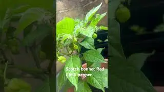 Scotch bonnet red plants #uk #homegardening #summerplants #nature #farming කොච්චි වවමු uk