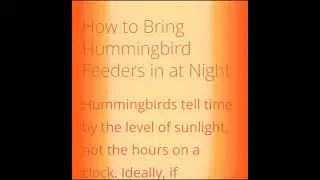 Bring In The Hummingbird Feeders At Night . Why It's A Good Idea . #hummingbird #birds
