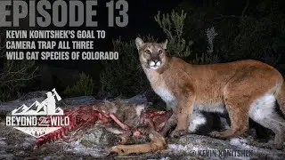 EPISODE 13: KEVIN KONITSHEK'S GOAL TO CAMERA TRAP ALL THREE WILD CAT SPECIES OF COLORADO