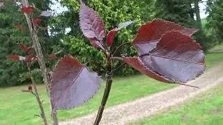 Populus deltoides 'Fuego'