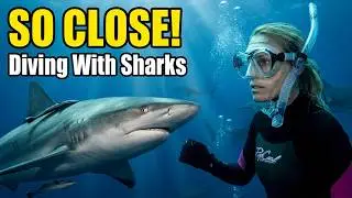 Adventure Africa  | Diving With Sharks